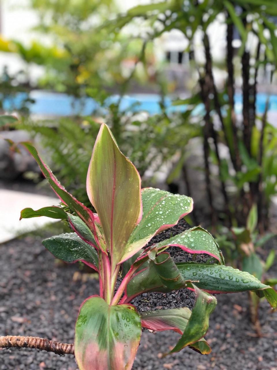 Tucan Resort & Spa ปารามารีโบ ภายนอก รูปภาพ